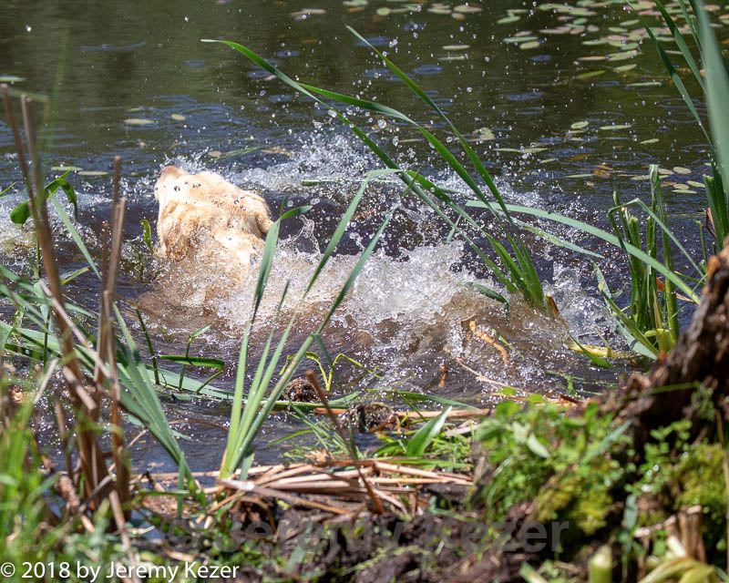 20180603-finw-0083.jpg