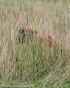 20180804-jhl-0115