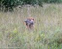 20180804-jhl-0250