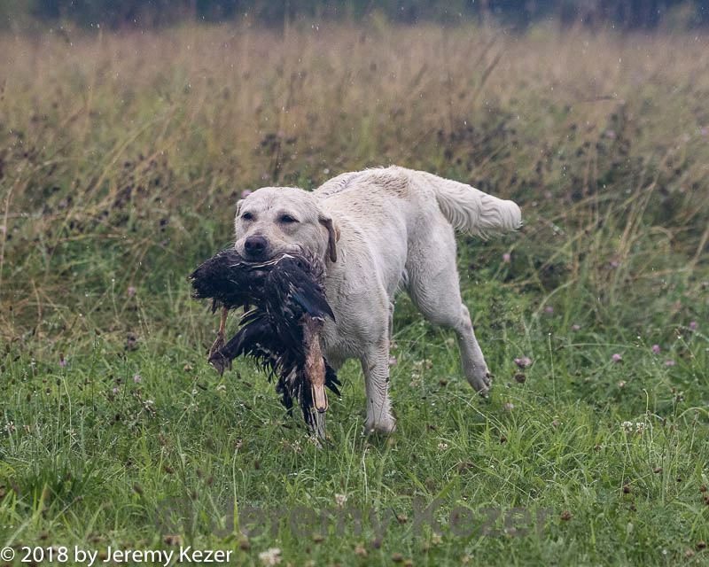 20180804-jhl-0728.jpg