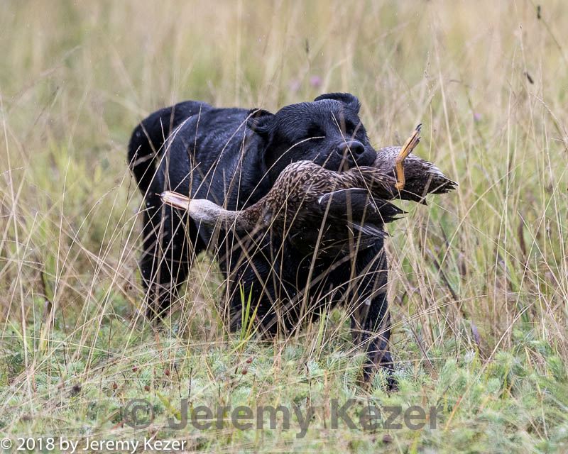 20180804-jhl-1048.jpg
