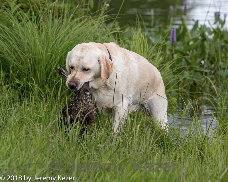 20180804-jhw-0495.jpg