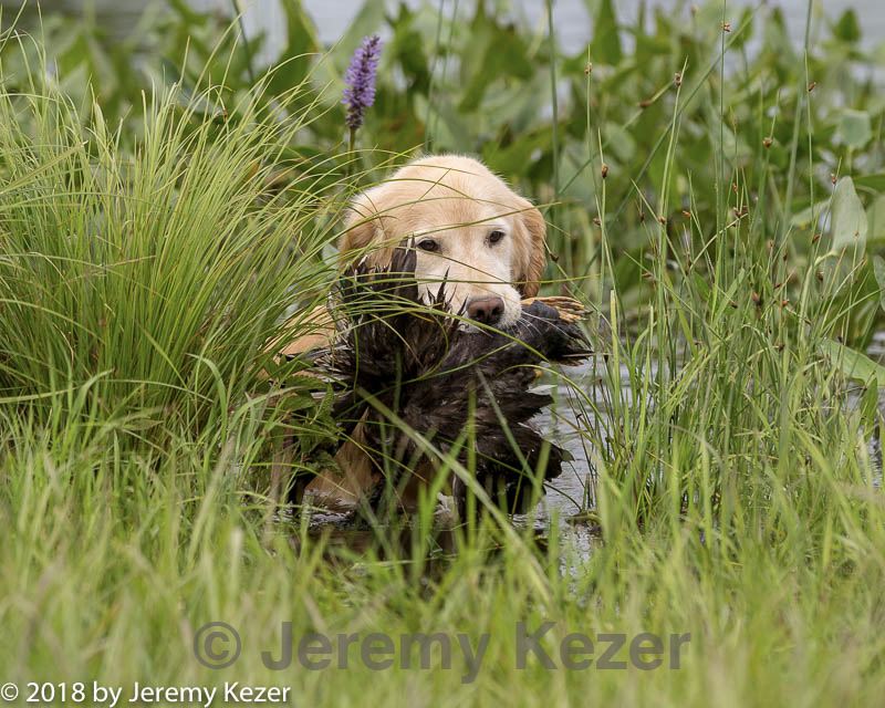 20180804-jhw-0846.jpg