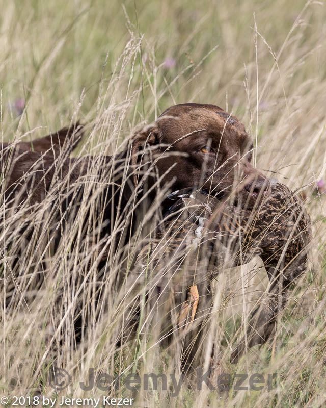 20180805-shl-0048.jpg