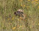 20190804-shl-0177