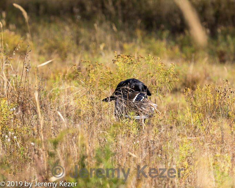 20191013-vetl-0011.jpg