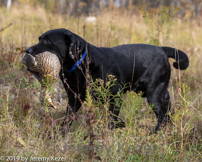 20191013-wcl-1014.jpg