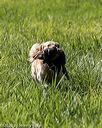 20200809-shl-1250