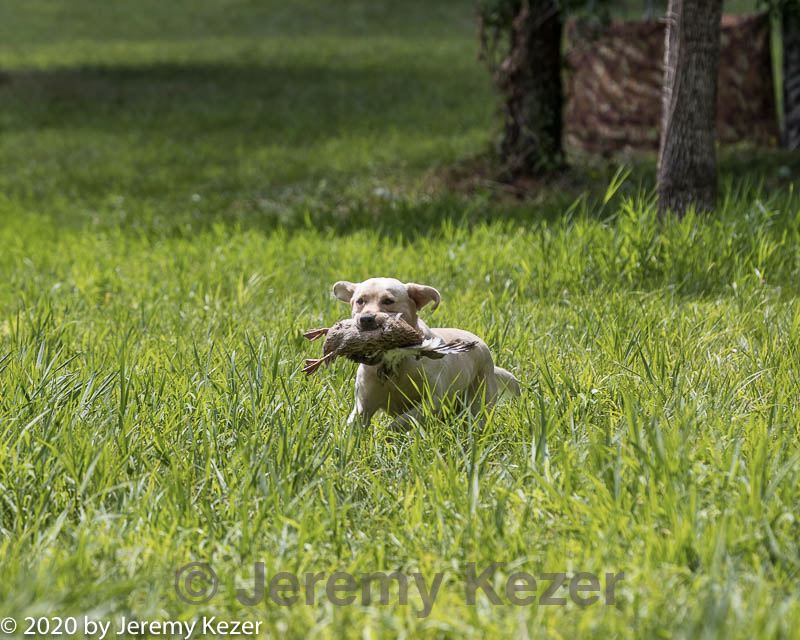 20200809-shl-2004.jpg