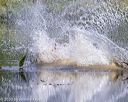 20200809-shw-0300
