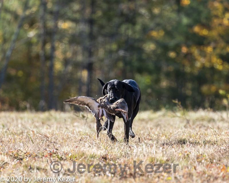 20201011-wcl-0201.jpg