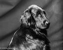 20260726-shl-0164
