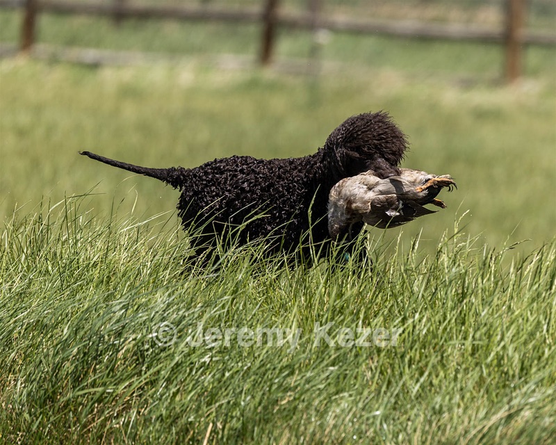 Ghillie