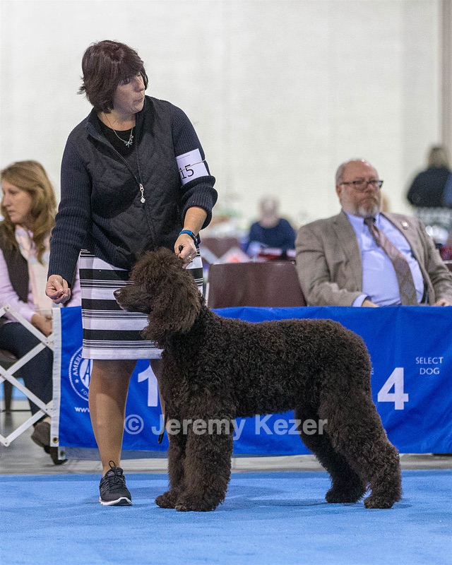 15 - GCH Am/Can CH Chantico's Shelter From the Storm Am/Can CD RN MX AJX OF DS (Reef)