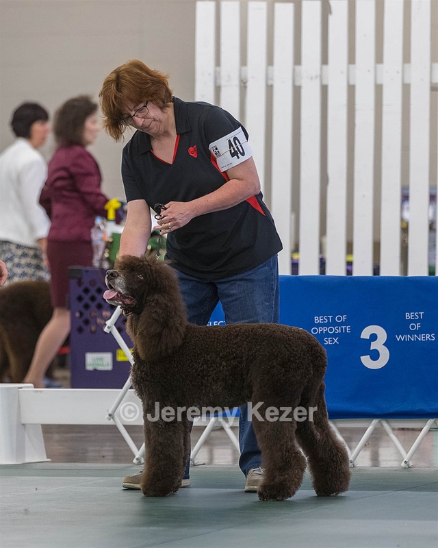 40 - GCH POOLE'S IDE BONNIE BROOK CD RE CGC (Bonnie)