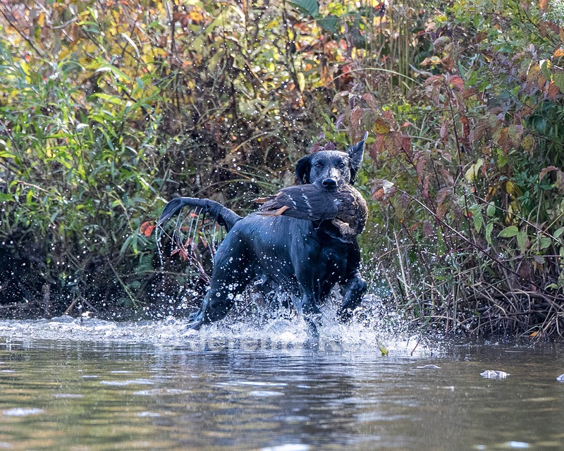 Jett