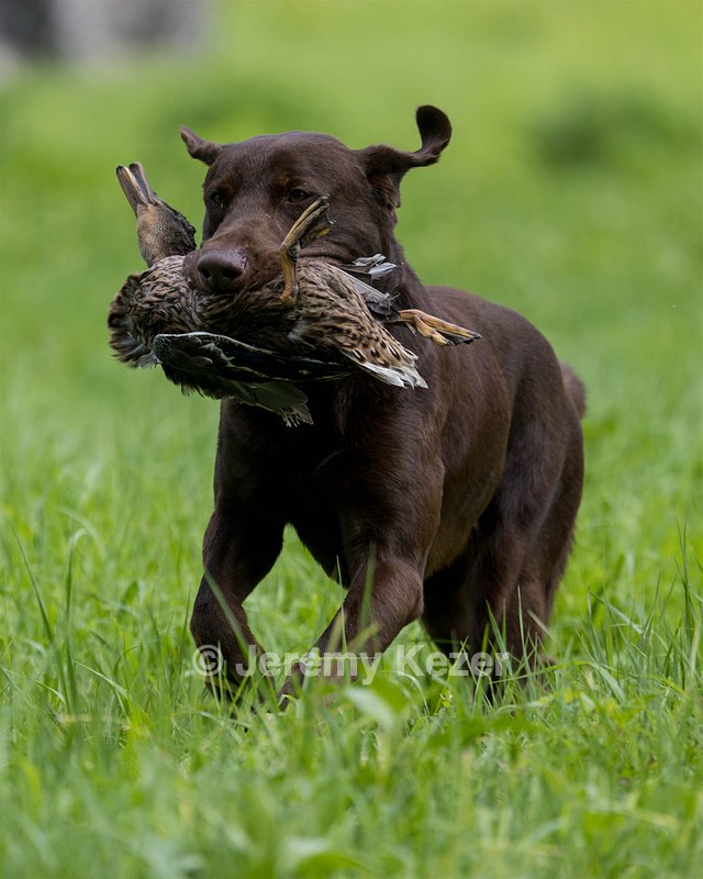 Moose Molle