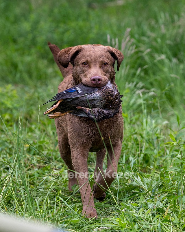 Hunter Law