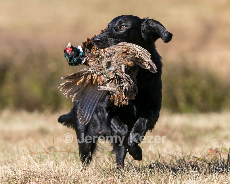 Hunter