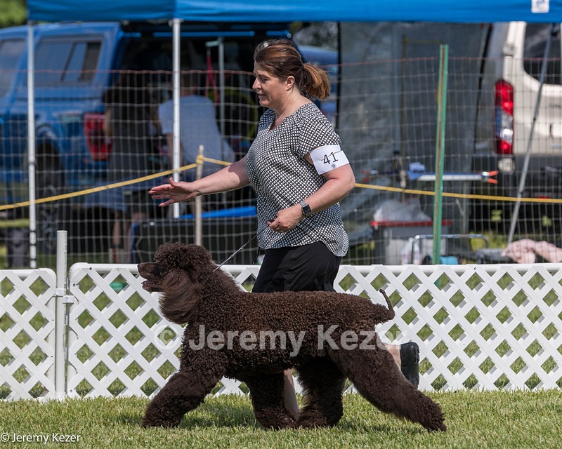 41 - GCH CH Brekkon's First Mark BN RN CGC TKN
