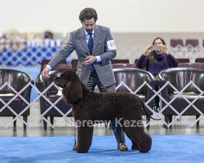 17 - GCH CH Quiet Storm My Boy's Wicked Smart  CGCA TKA (Bayes)