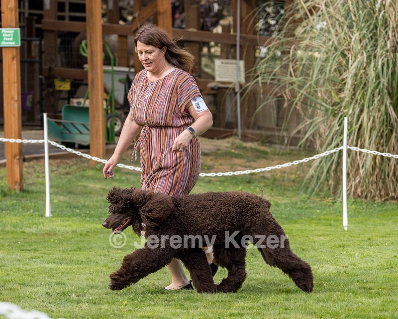 11 - GCH CH BREKKON'S FIRST MARK BN RN CGC TKN