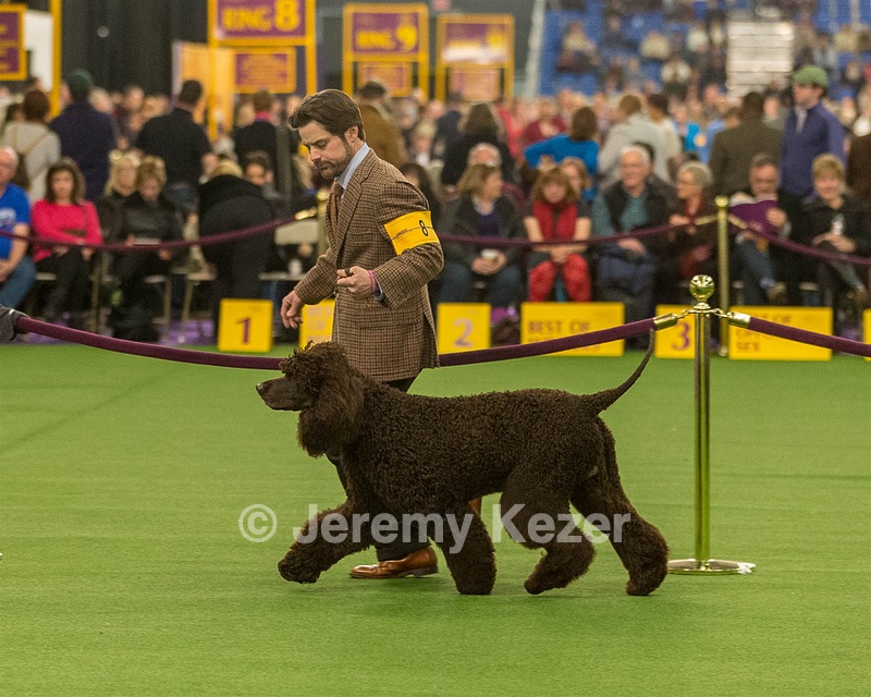 08 - GCH CH Quiet Storm My Boy's Wicked Smart CGCA TKA (Bayes)