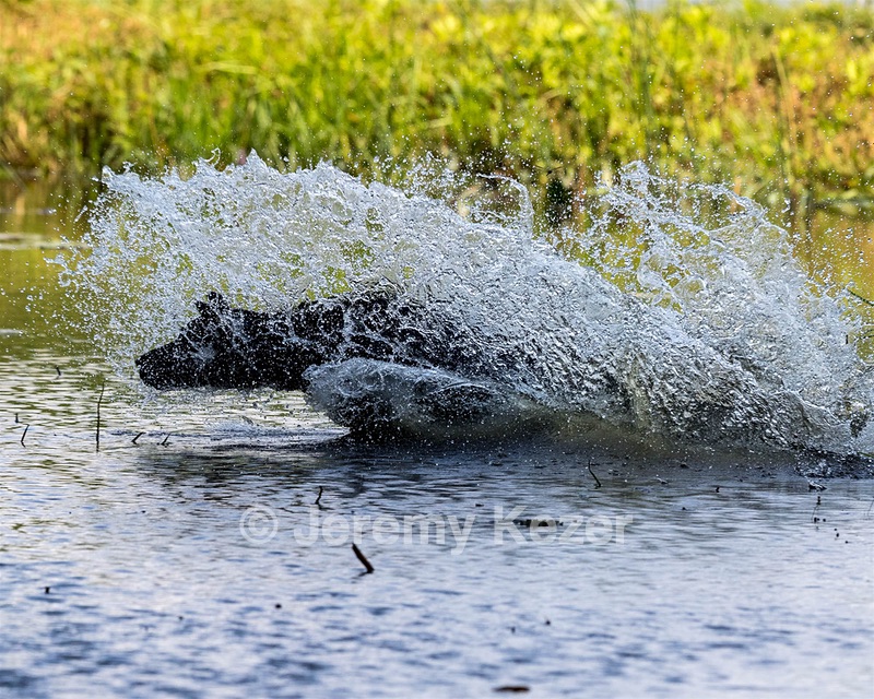 Lexi Aguiar