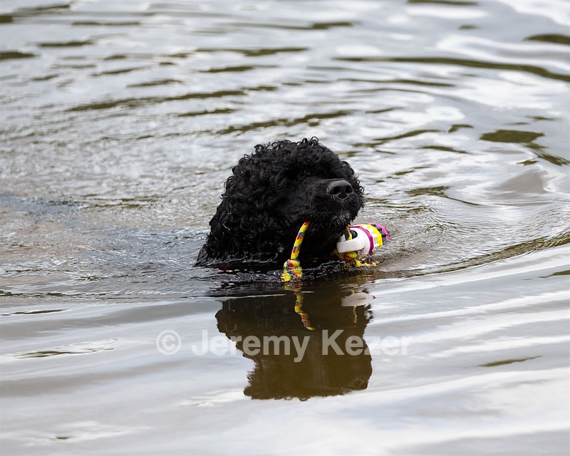 Phelps