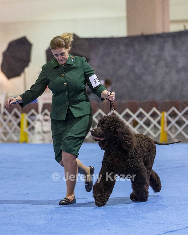 21 - GCHB CH Flintcrest Full Monty (Jonny)