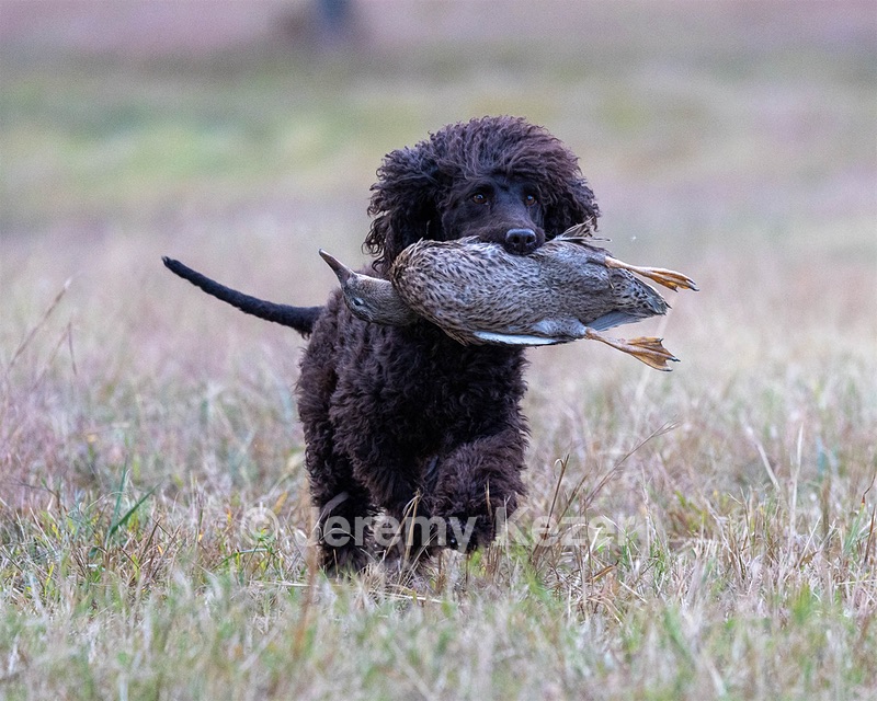 Ghillie Kezer