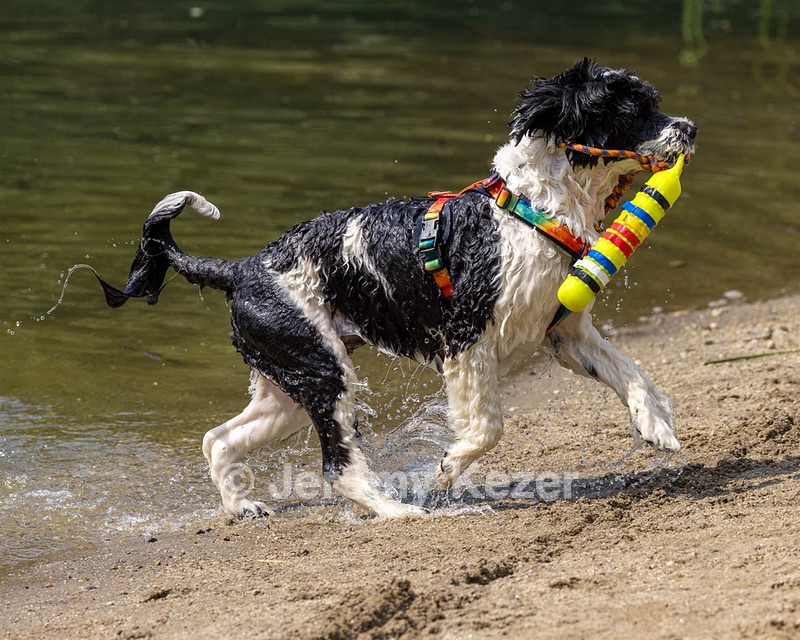 Fiji Meadow