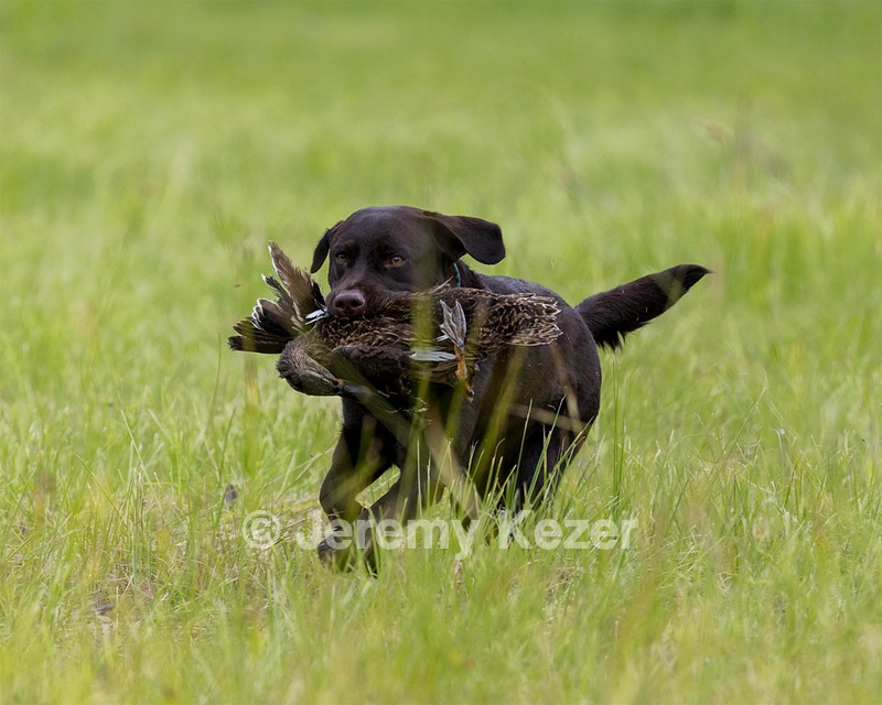 Otter Henry