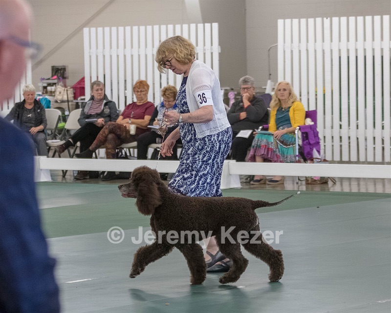36 - GCH ARROYO'S BEGIN THE BEGUINE AX OAJ NF (Porter)