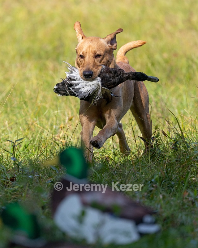 Seamus Firisin