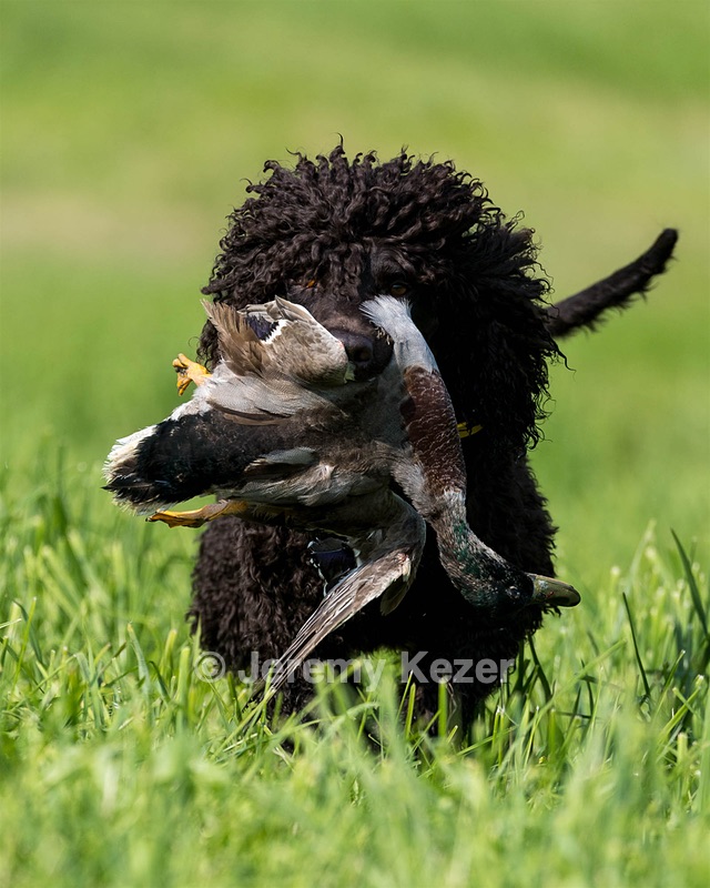 Arrow Kezer