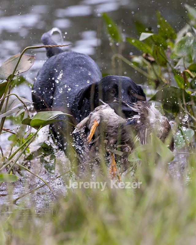 Ziva Jefferson