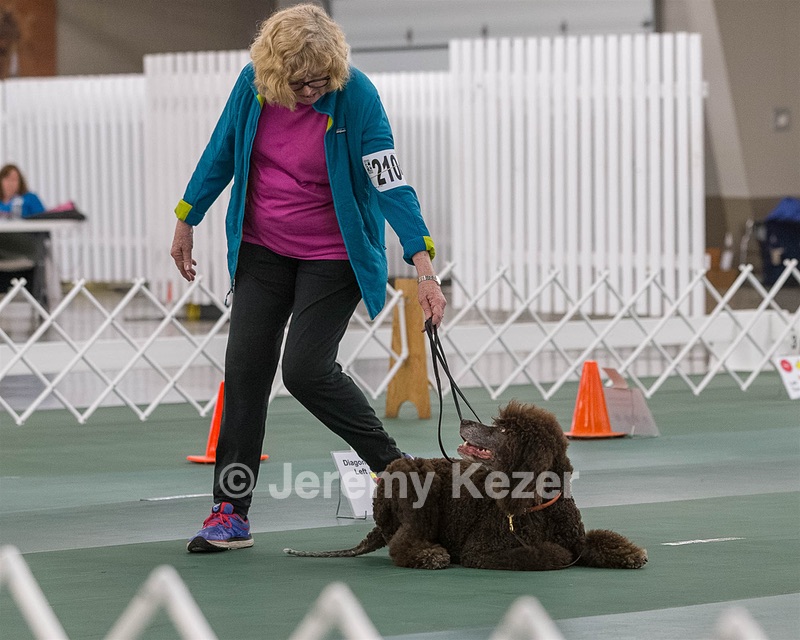 2104 - GCH ARROYO'S BEGIN THE BEGUINE AX OAJ NF (Porter)