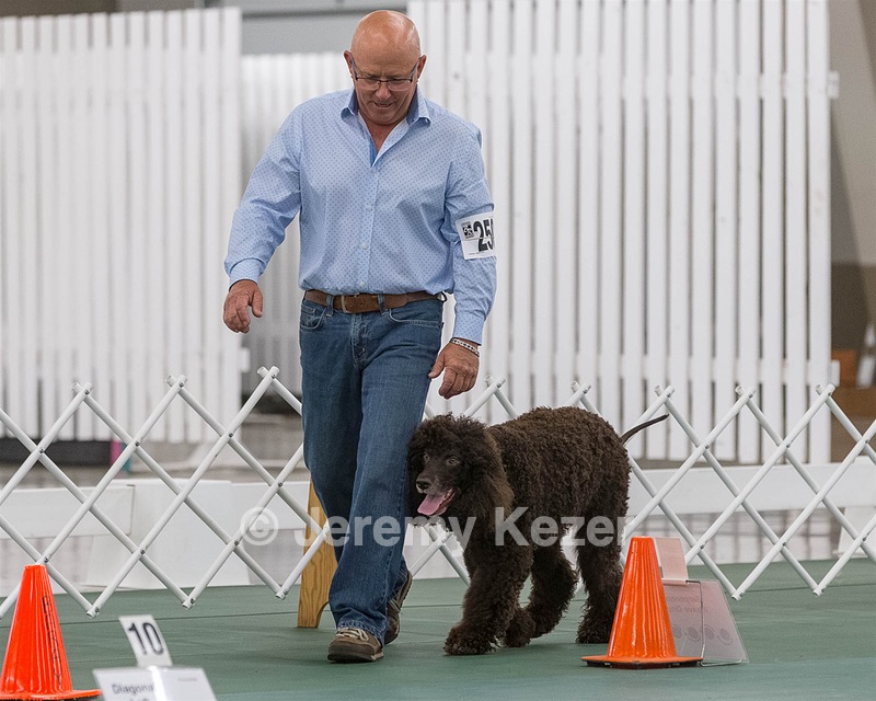 2503 - GCH CH BLACKTHORN'S KEEVA CROMPTON AX AXJ XF RN CGC (Keeva)
