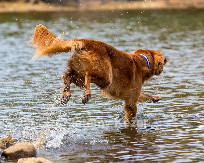 Finley