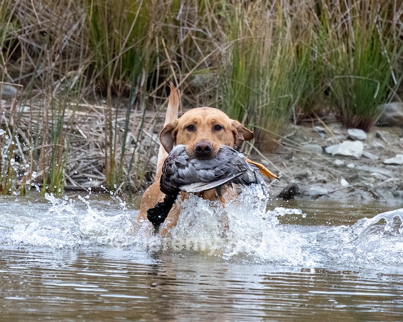 Rooster Johnston
