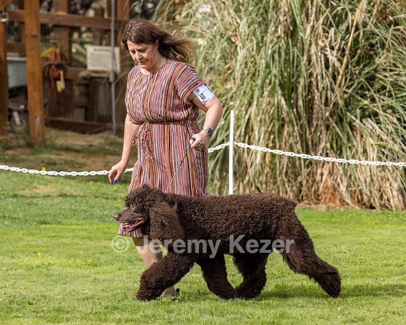 11 - GCH CH BREKKON'S FIRST MARK BN RN CGC TKN (Hunny)