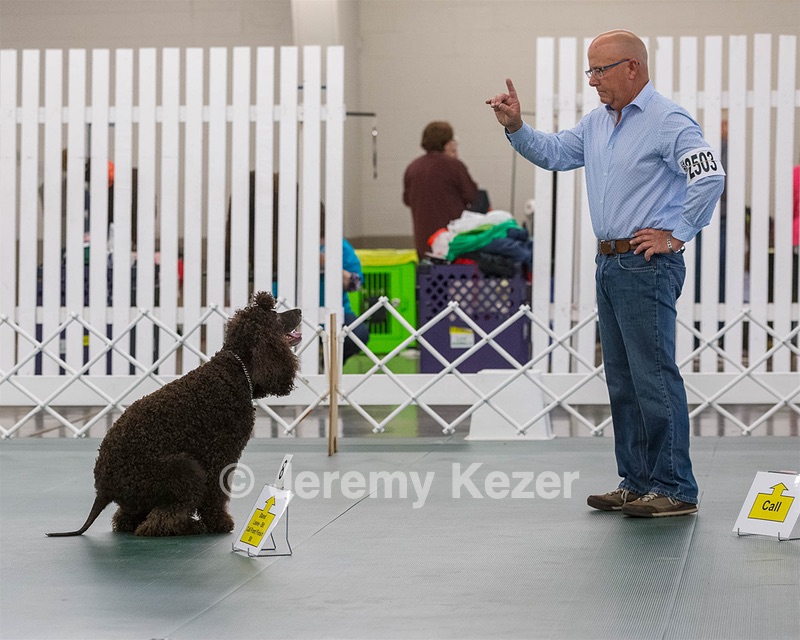 2503 - GCH CH BLACKTHORN'S KEEVA CROMPTON AX AXJ XF RN CGC (Keeva)