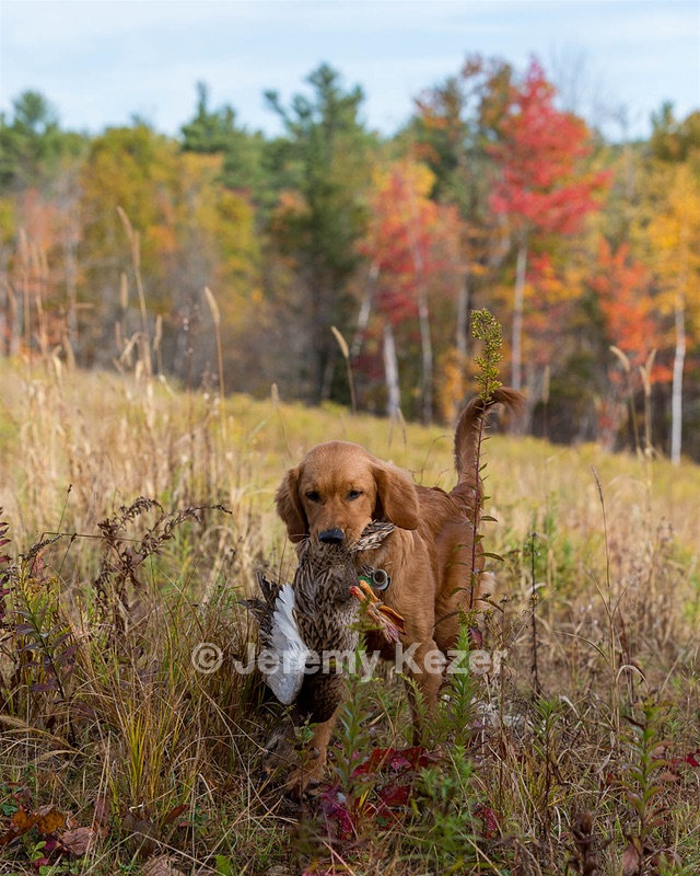 Marsha Wilcox's Pete