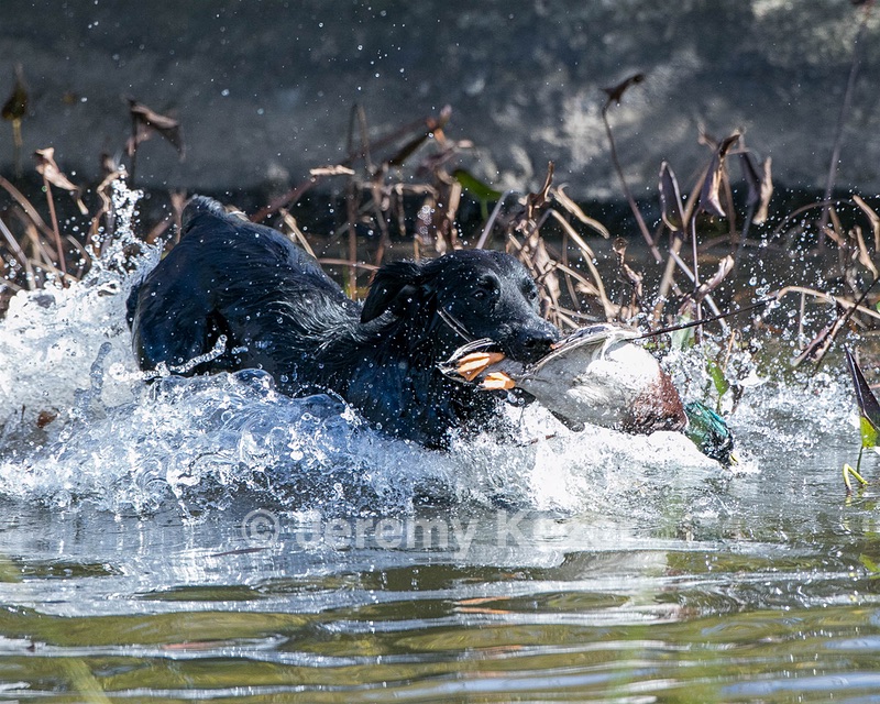 Splash