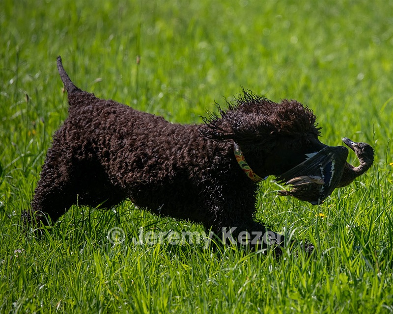 Ghillie Kezer