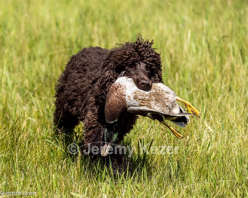 Ghillie