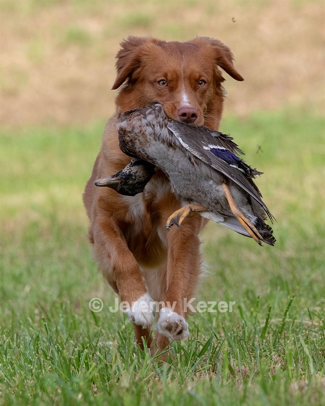 Ganser Baillargeon