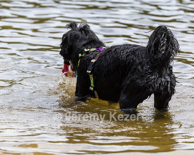 Dottie Notestine
