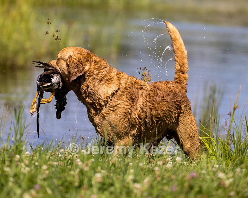 Odie